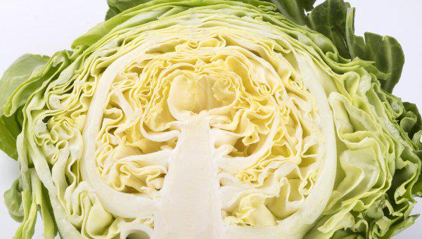 包菜适合什么季节种植