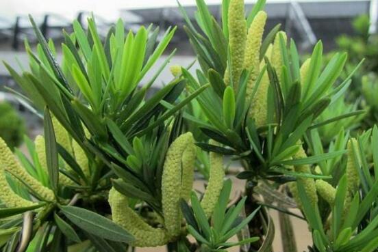 罗汉松开花图片