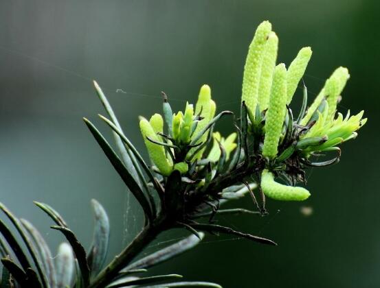 罗汉松开花图片