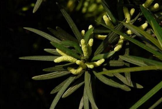 罗汉松开花图片