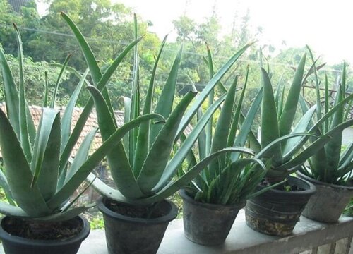 芦荟冬天怎么养护