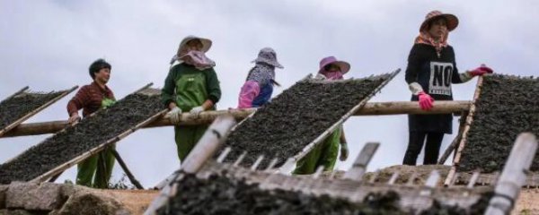 紫菜施肥时间与方法