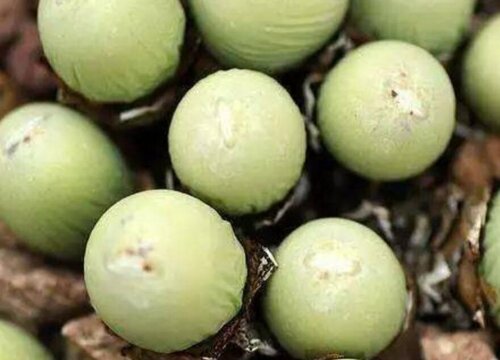 鸽子蛋上盆方法与步骤