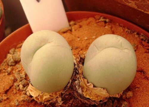 鸽子蛋上盆方法与步骤