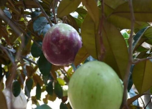 对叶榕果实怎么吃