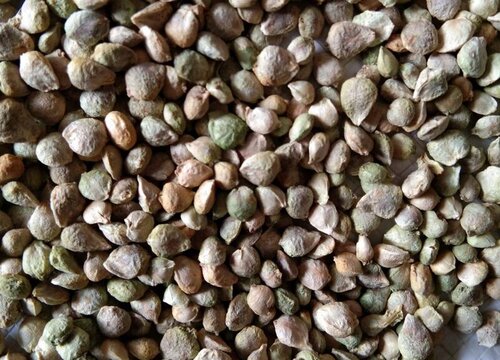 菠菜什么时候种植最好