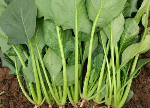 菠菜什么时候种植最好