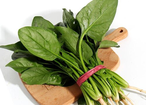 菠菜什么时候种植最好