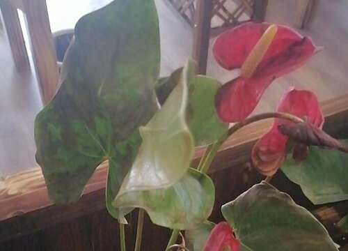 红掌长出矮又小的花朵该怎么处理