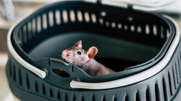 目前最好的灭鼠方法