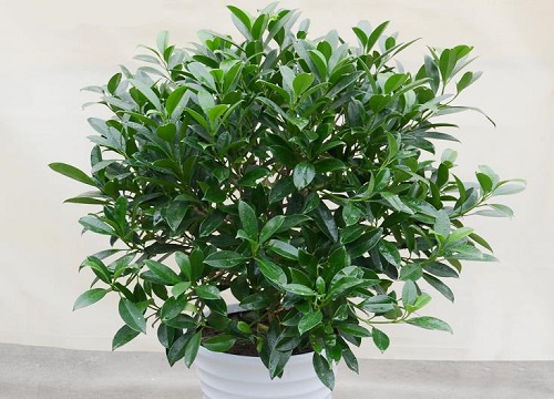 室内养什么植物好还能净化空气