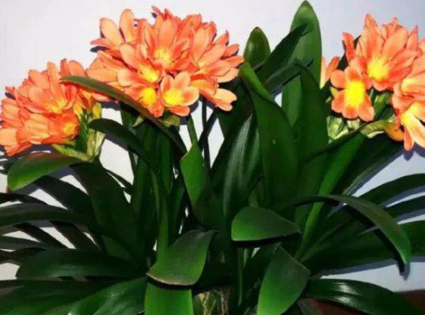 君子兰什么时间换土换盆最好