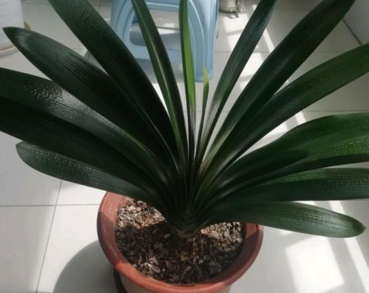 君子兰什么时间换土换盆最好