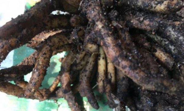 君子兰什么时间换土换盆最好