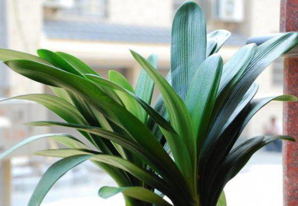 君子兰什么时间换土换盆最好