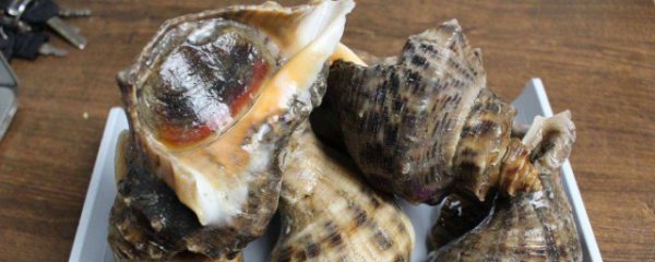 大海螺哪个部位不能吃