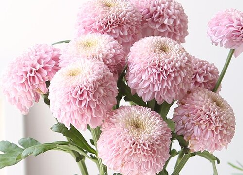 乒乓球菊的花语是什么意思