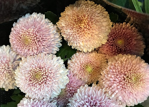 乒乓球菊的花语是什么意思