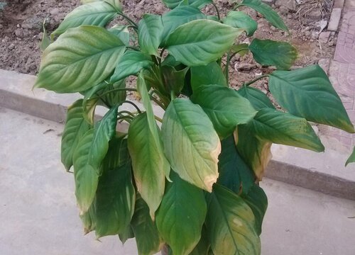 万年青烂根是什么原因