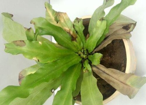 蕨类植物鸟巢的养殖方法