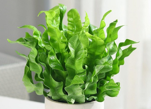 蕨类植物鸟巢的养殖方法