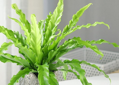 蕨类植物鸟巢的养殖方法