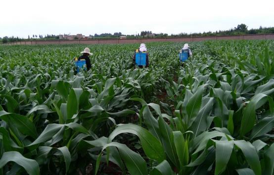 玉米螟用什么药效果最好