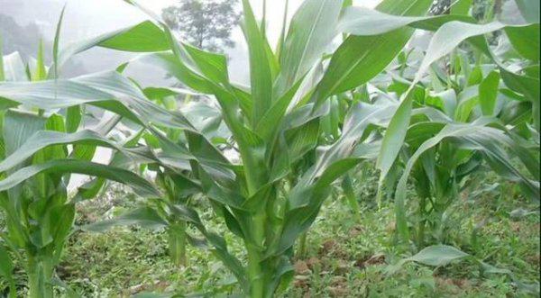 玉米螟用什么药效果最好