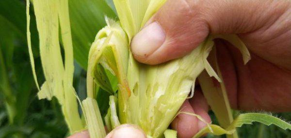 玉米螟用什么药效果最好