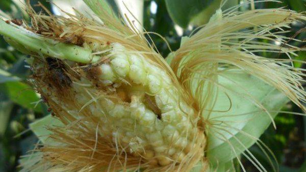 玉米螟用什么药效果最好