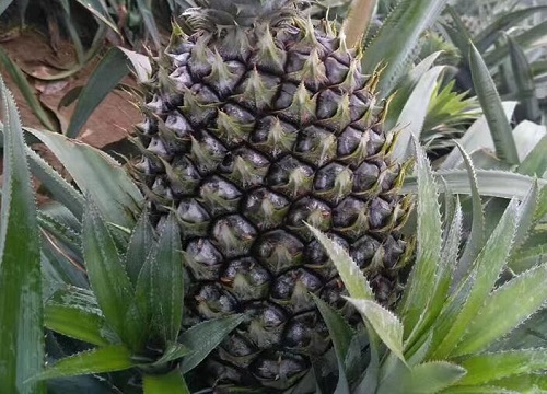 菠萝叶是什么树的叶子