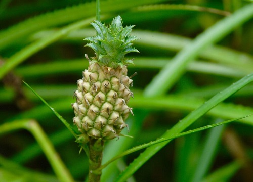 菠萝叶是什么树的叶子