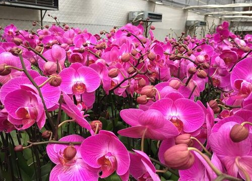 蝴蝶兰怎么养才开花