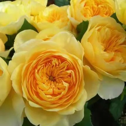 圣女贞德月季的优缺点