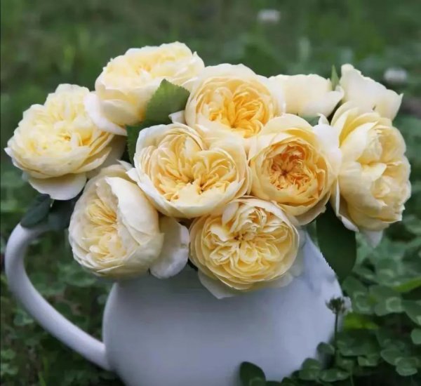 圣女贞德月季的优缺点