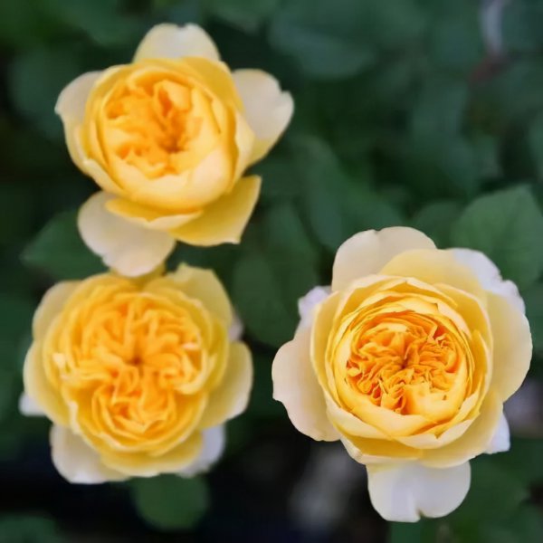 圣女贞德月季的优缺点