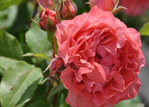 珊瑚果冻是藤本还是灌木