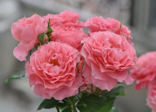 珊瑚果冻是藤本还是灌木