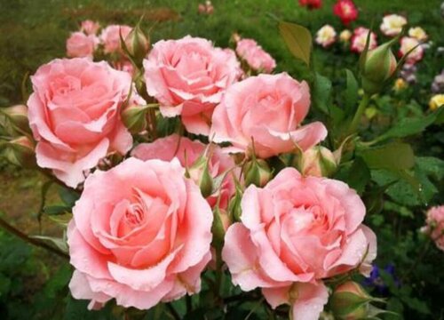 珊瑚果冻是藤本还是灌木