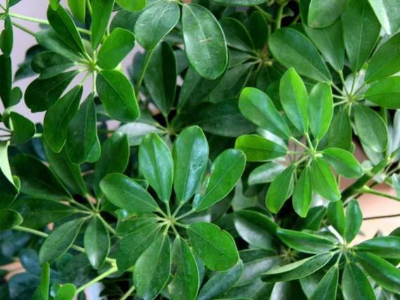 绿植除甲醛排行榜