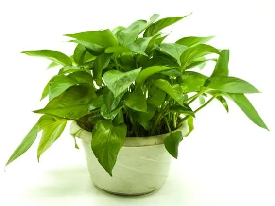 绿植除甲醛排行榜