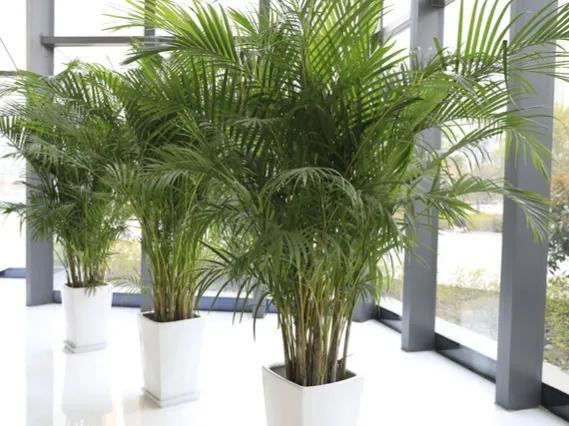 绿植除甲醛排行榜