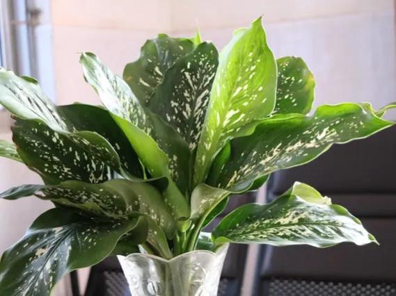 绿植除甲醛排行榜