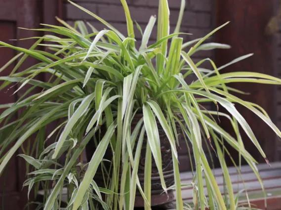 绿植除甲醛排行榜