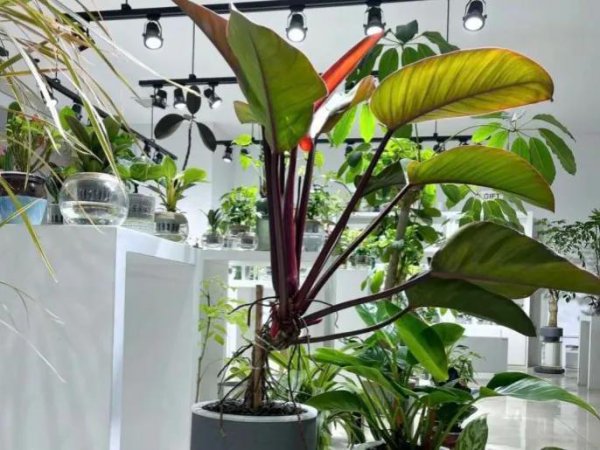 绿植除甲醛排行榜