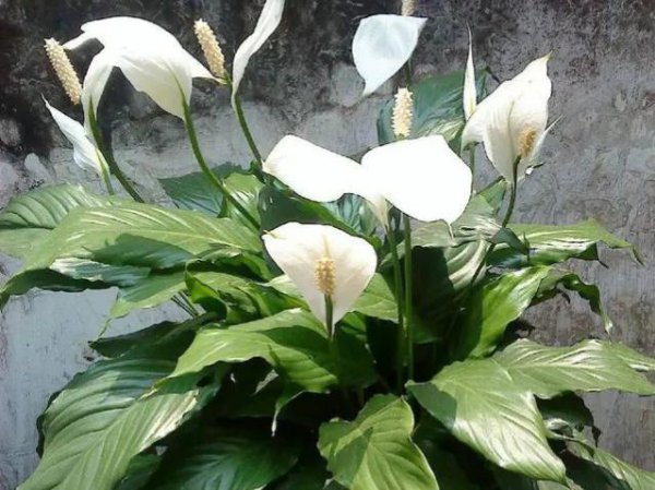 绿植除甲醛排行榜