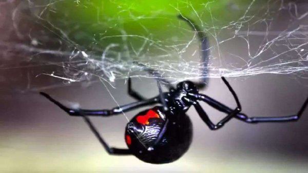 五毒为什么没有蜘蛛