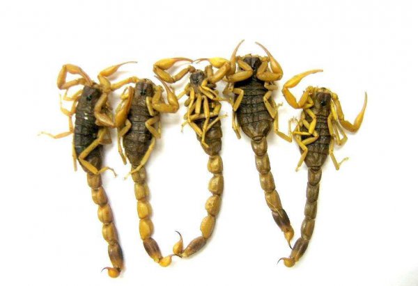 五毒为什么没有蜘蛛