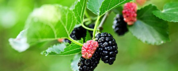 扦插果桑多久生根