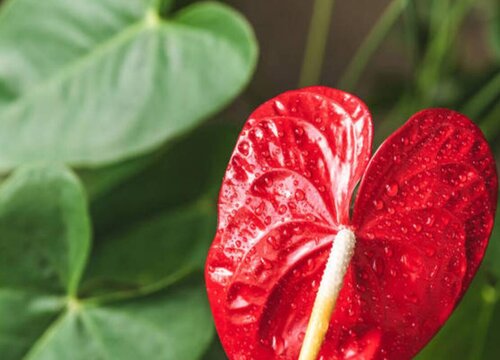 红掌叶子下垂是什么原因造成的